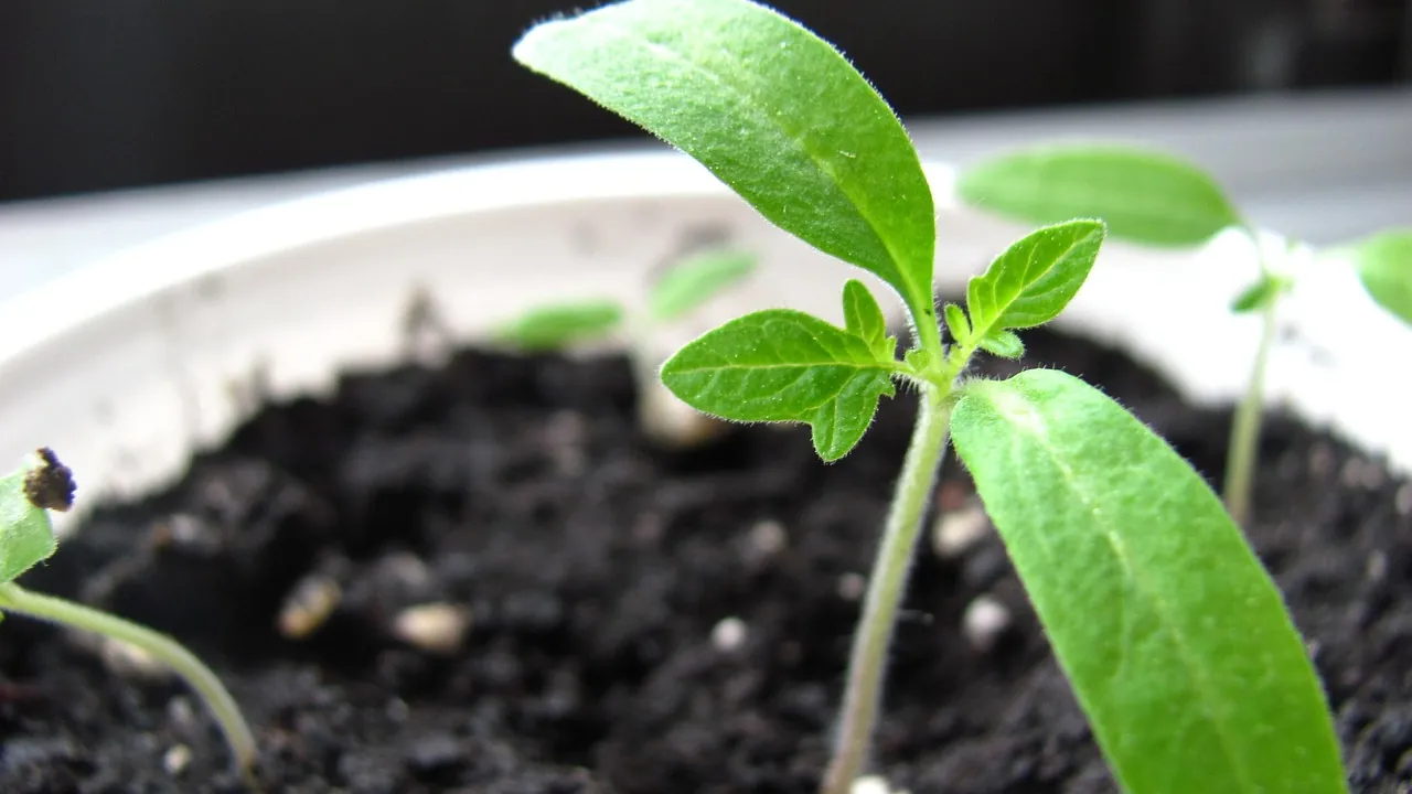 A young seedling with its first leaves in dark soil