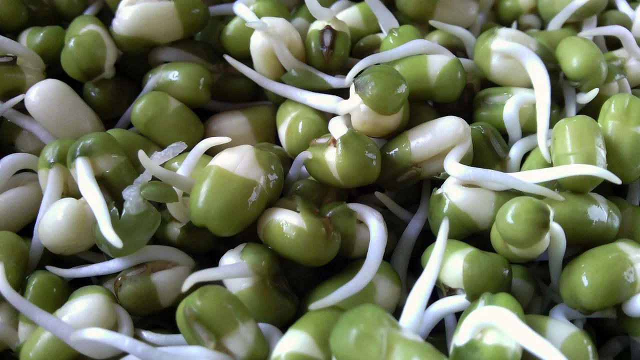 Mung bean sprouts growing in every direction