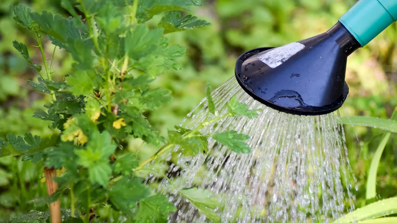 A watering can sprinkling water over green plants