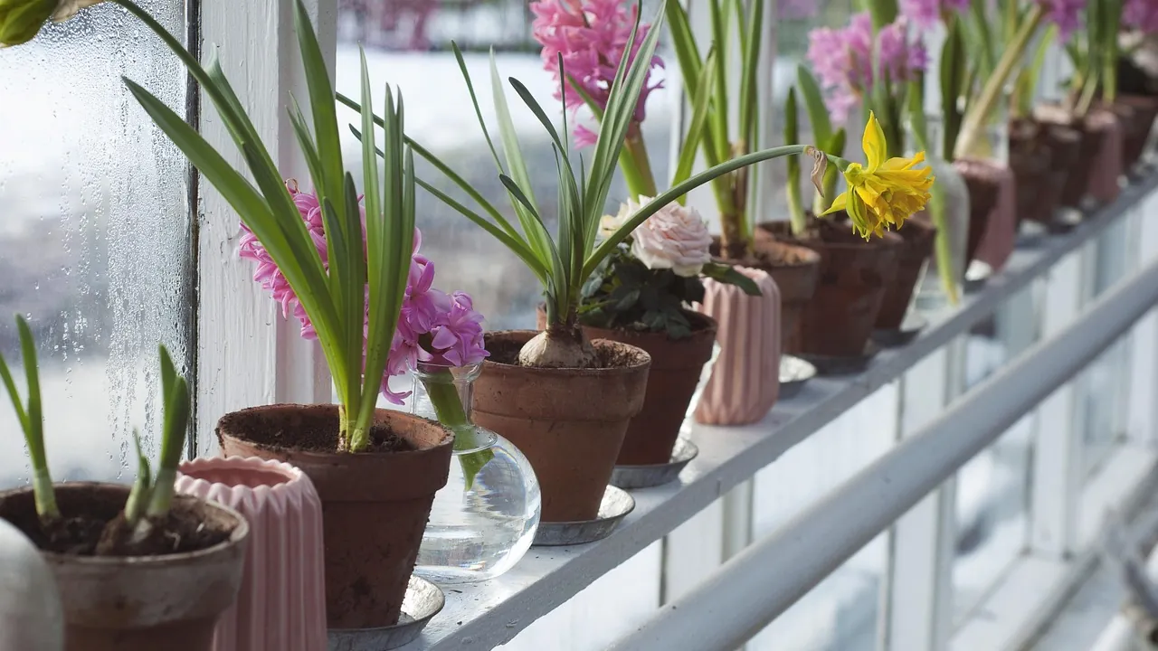 Potted flowers lined up along a bright window